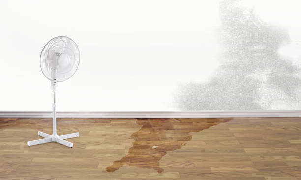 Best Sewage cleanup and water damage restoration  in Thompson Falls, MT