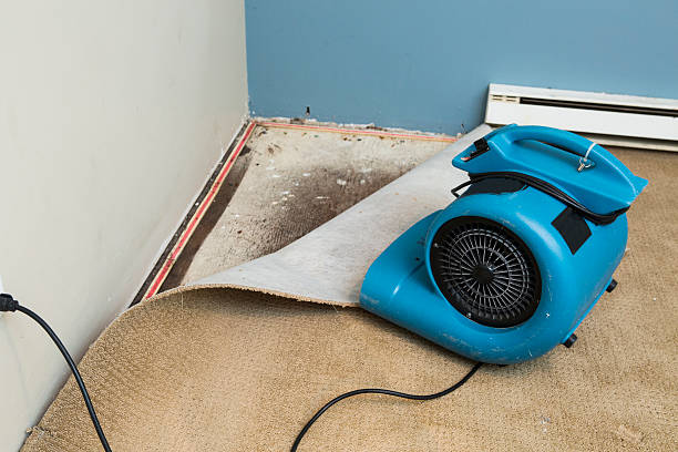 Best Local water damage restoration  in Thompson Falls, MT